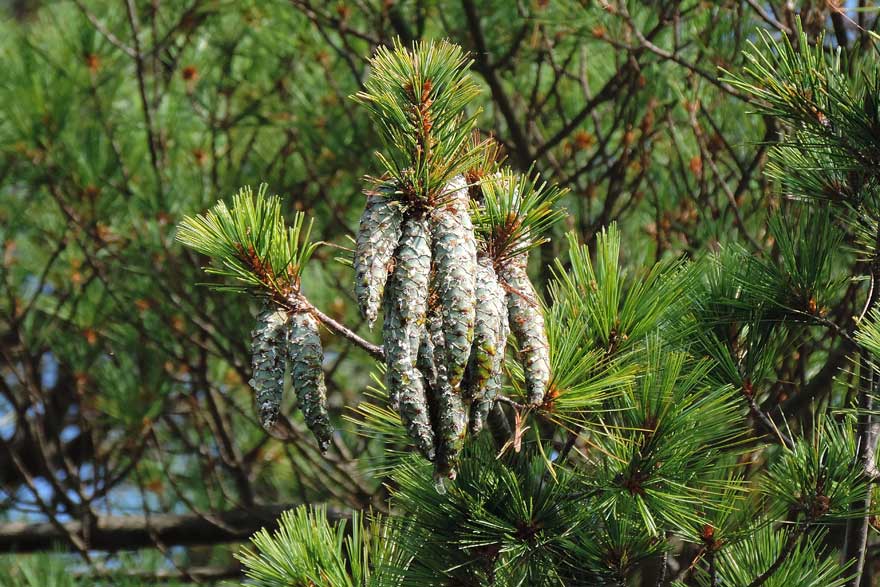 da identificare: Pinus strobus