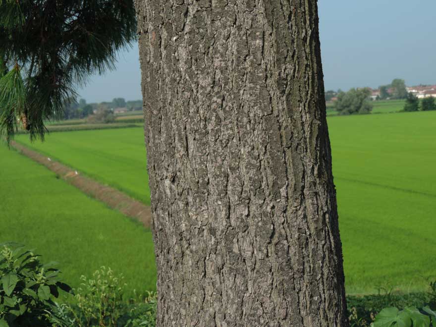 da identificare: Pinus strobus