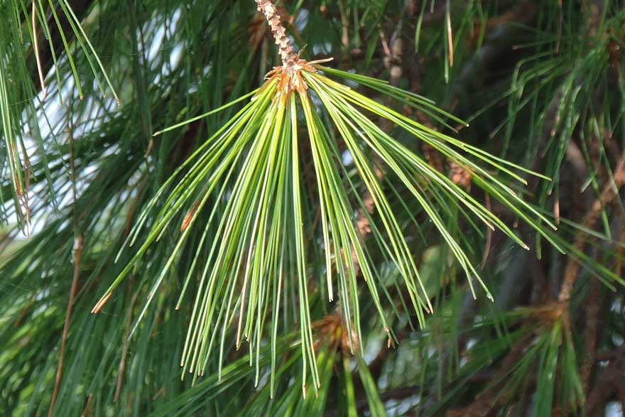 da identificare: Pinus strobus