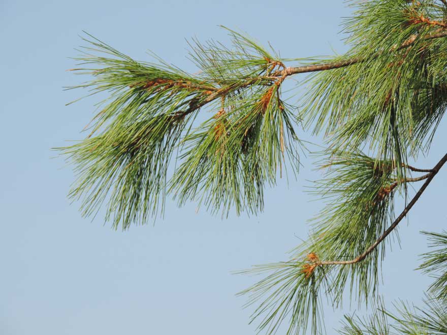 da identificare: Pinus strobus