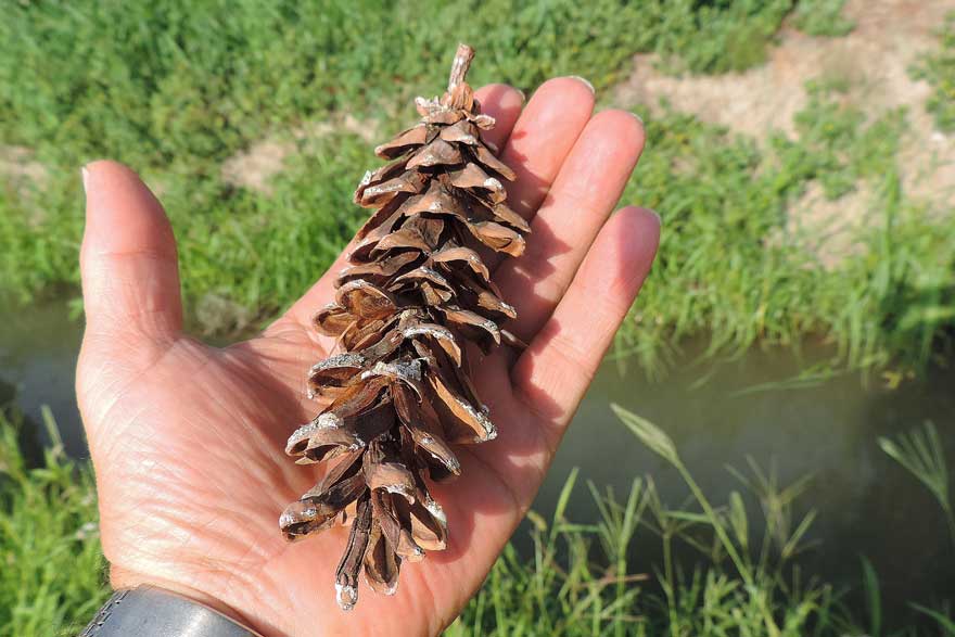 da identificare: Pinus strobus