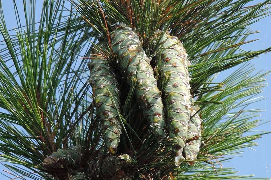 da identificare: Pinus strobus