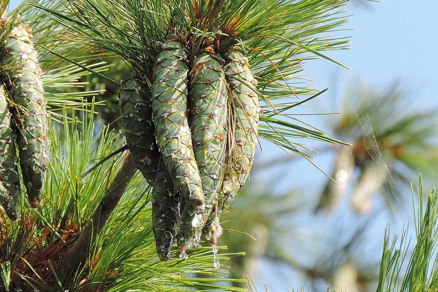 da identificare: Pinus strobus