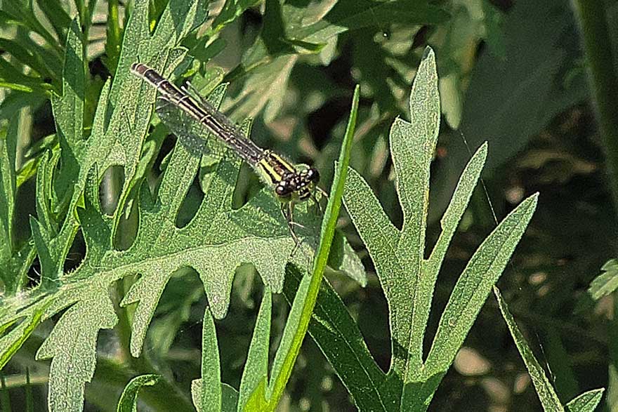 Platycnemis o Coenagrion