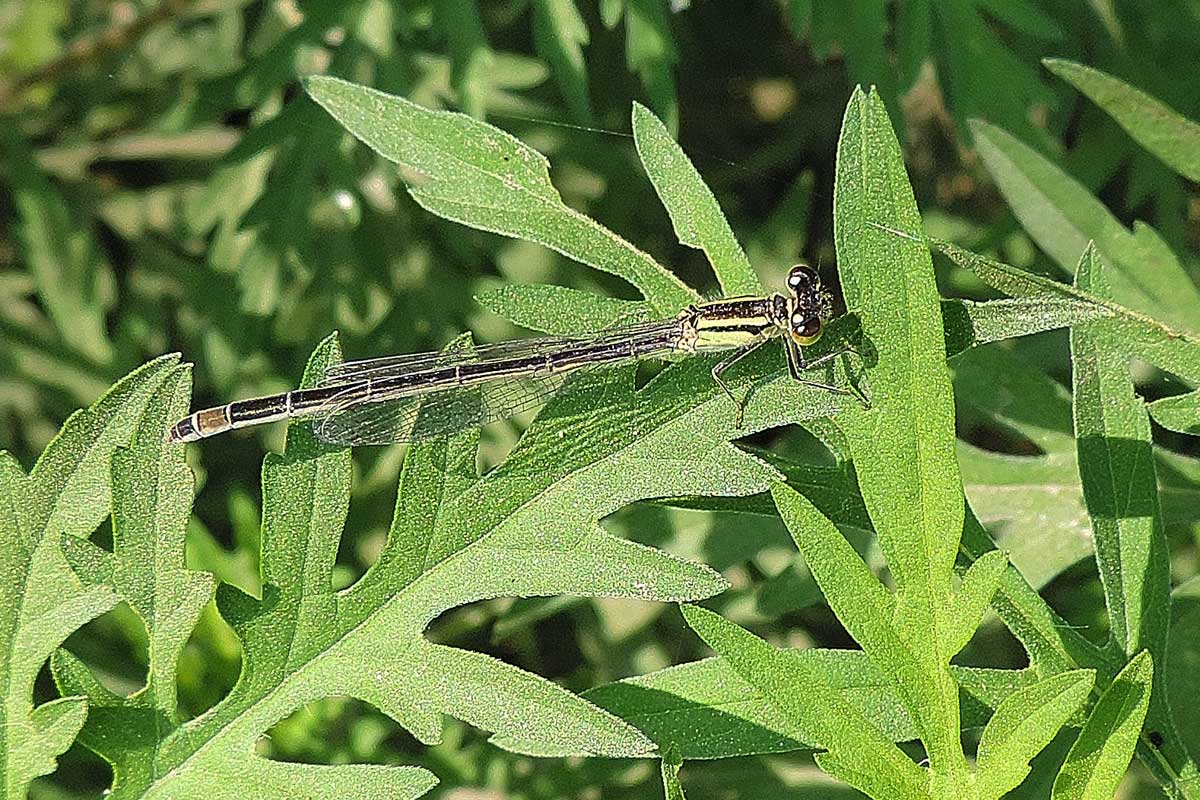 Platycnemis o Coenagrion