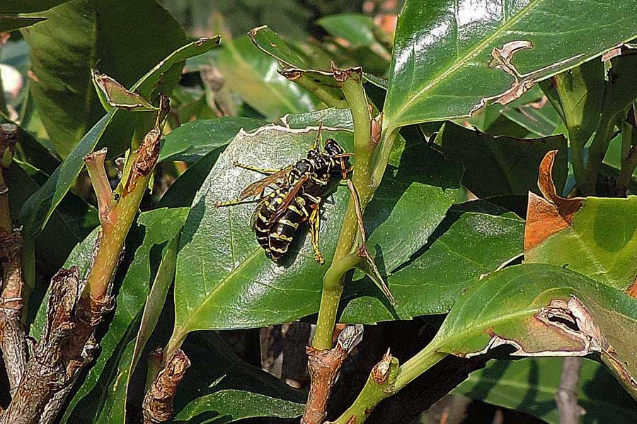 Polistes spp.