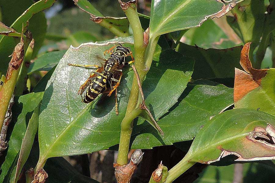 Polistes spp.