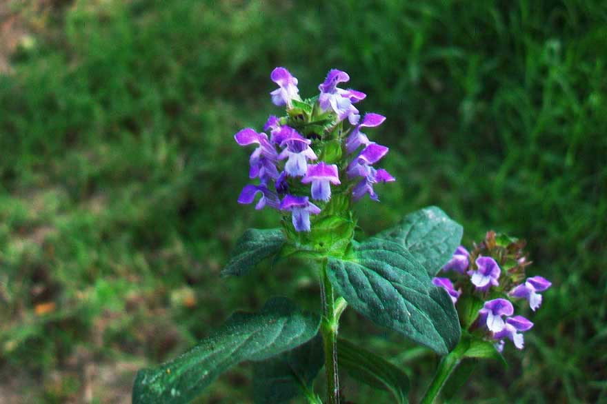 Prunella vulgaris