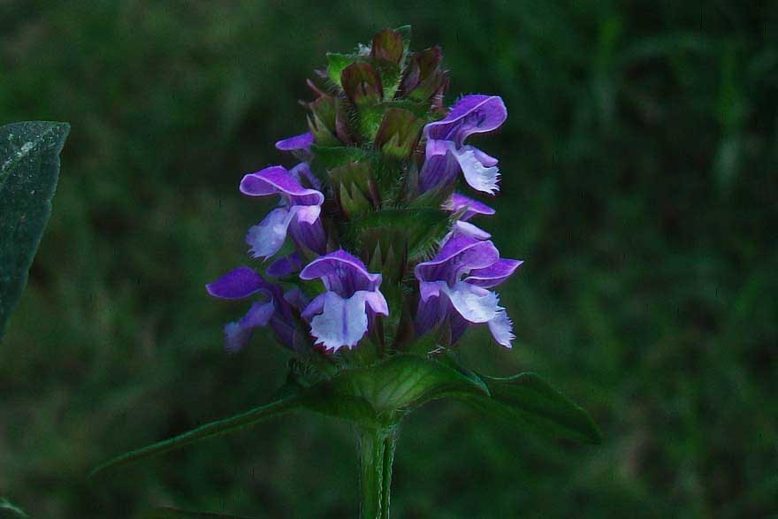 Prunella vulgaris