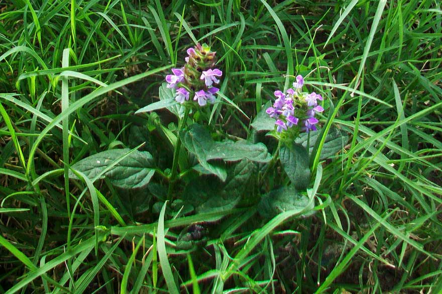 Prunella vulgaris