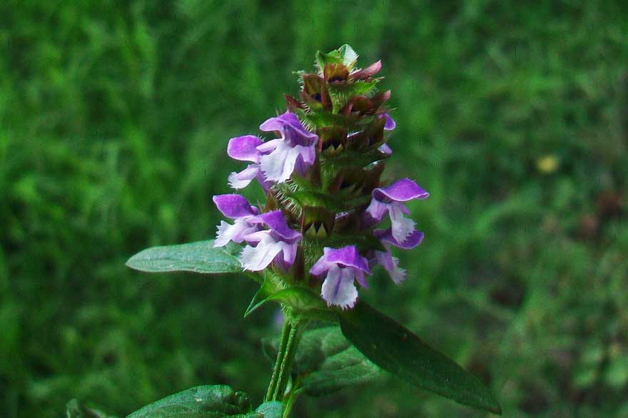 Prunella vulgaris