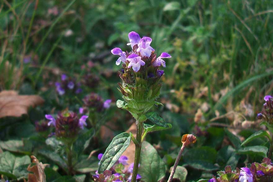 Prunella vulgaris