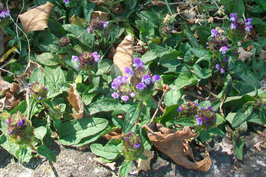 Prunella vulgaris