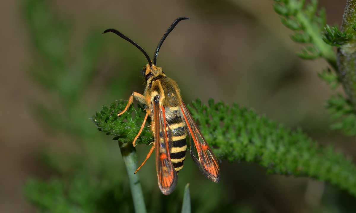 Da identificare - Bembecia sp.