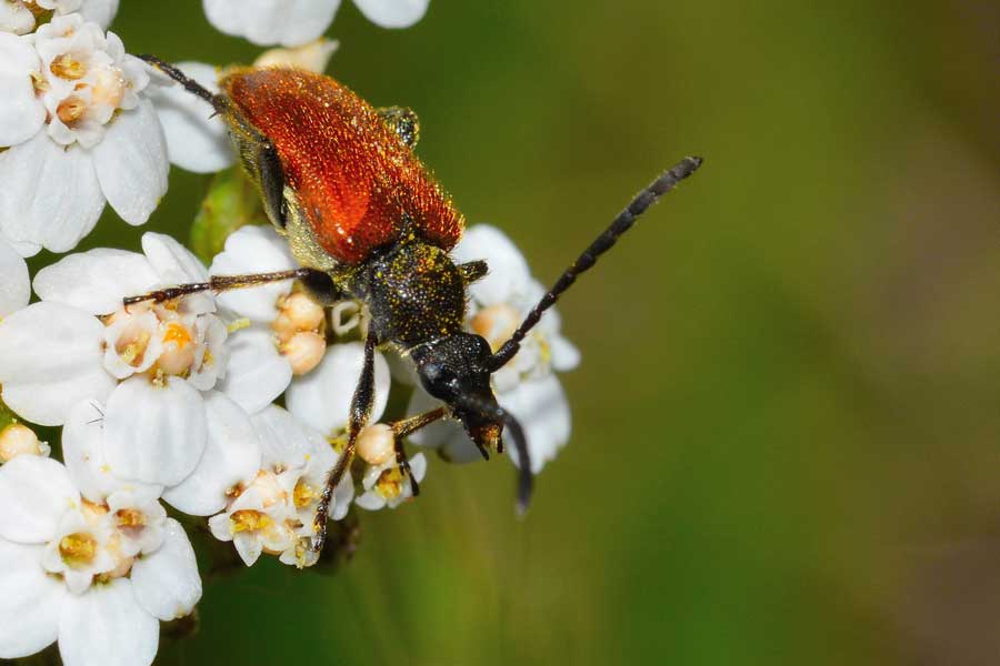 Pseudovadonia livida ssp. livida / Stenurella bifasciata