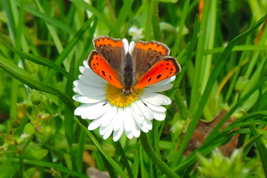 Farfalla da identificare