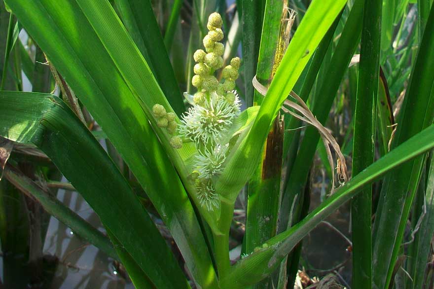 Sparganium erectum