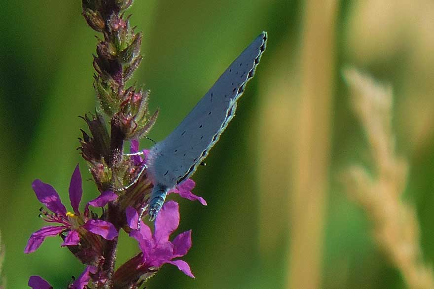 Farfalla da identificare