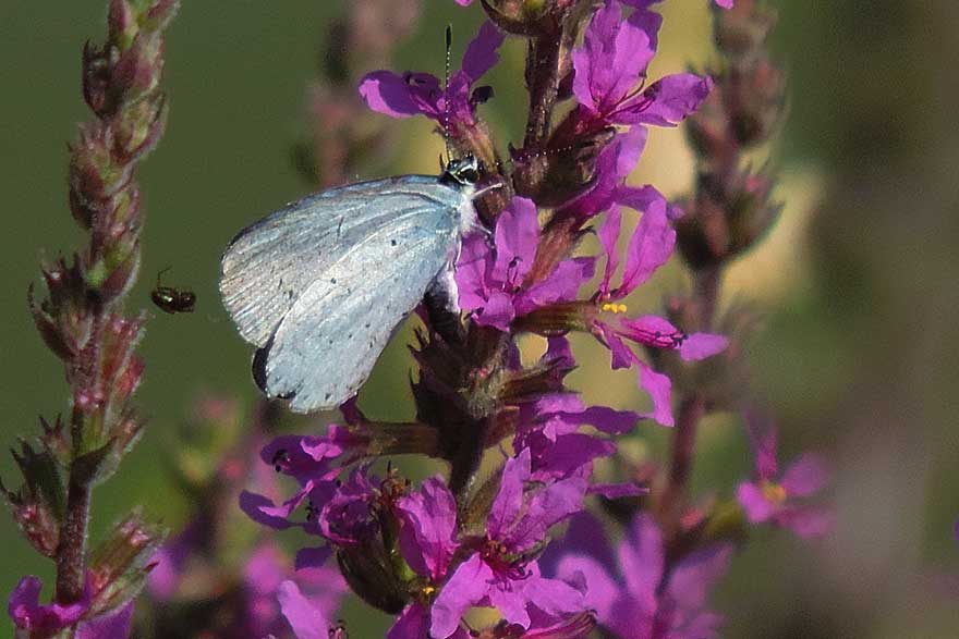 Farfalla da identificare