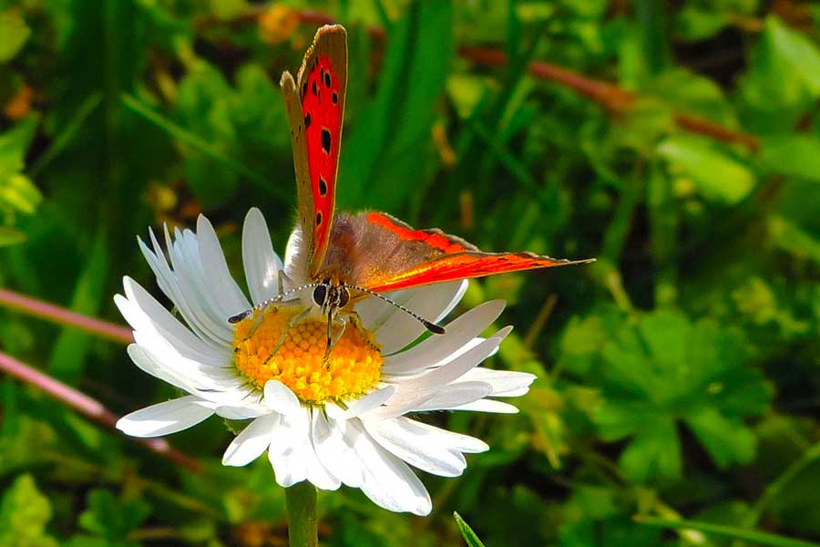 Farfalla da identificare