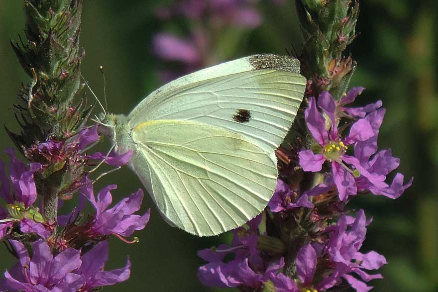 Farfalla da identificare