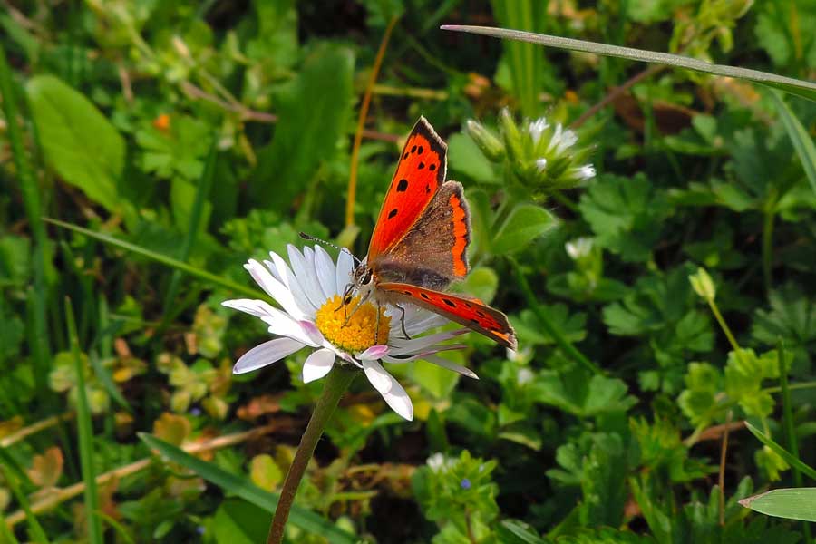 Farfalla da identificare