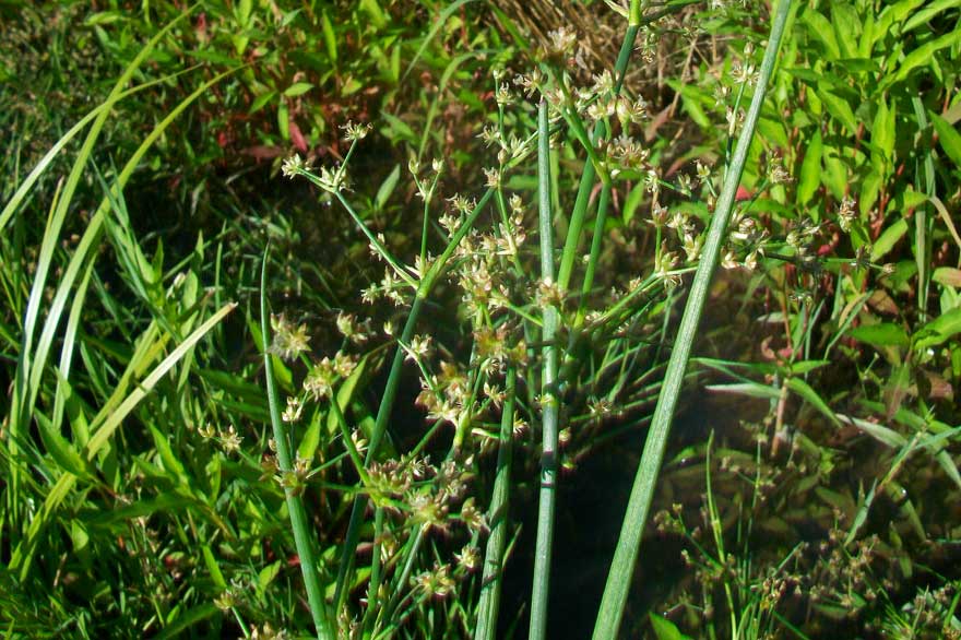 Da determinare - Juncus gr. articulatus