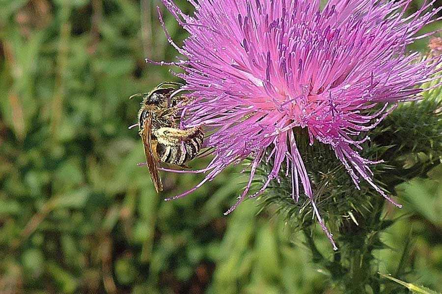 Da identificare: Apidae Halictinae