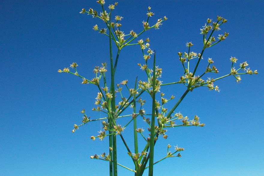 Da determinare - Juncus gr. articulatus