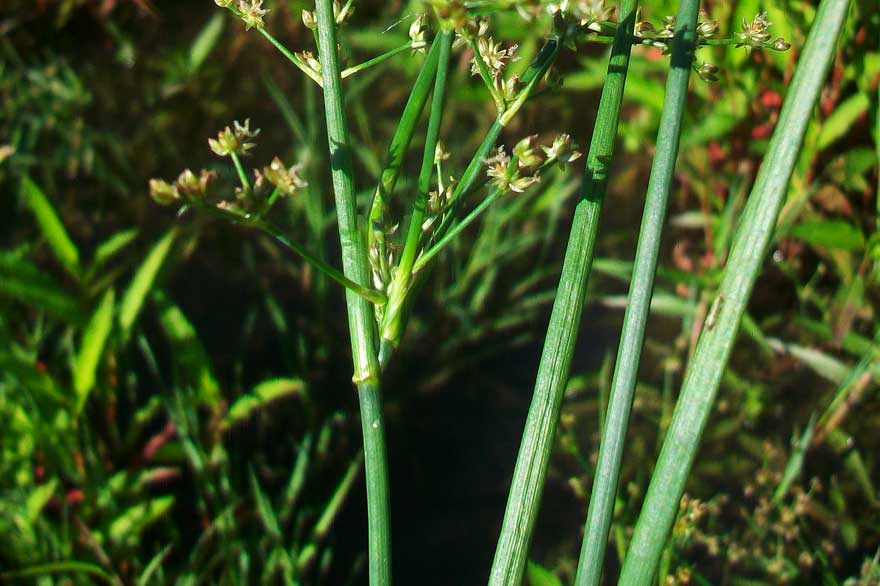 Da determinare - Juncus gr. articulatus