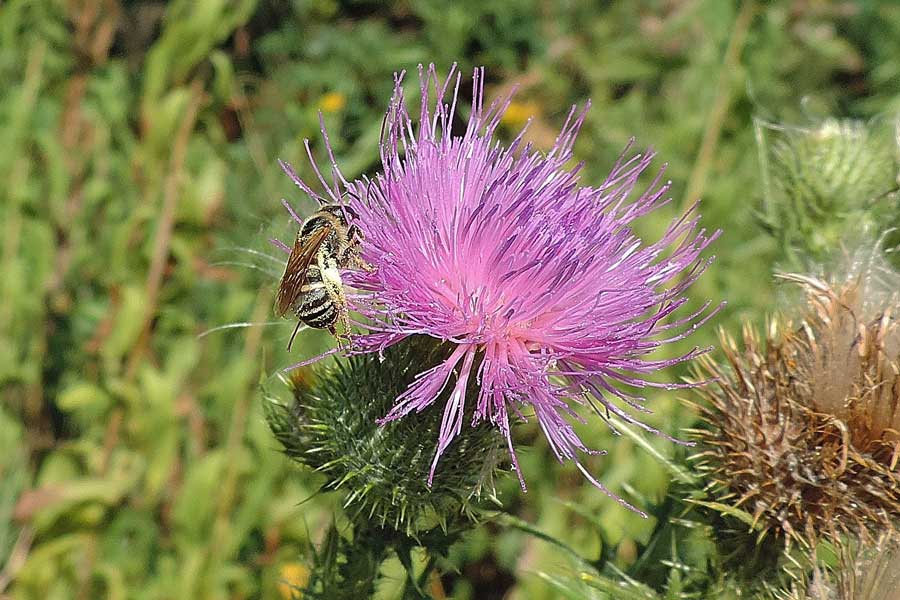 Da identificare: Apidae Halictinae