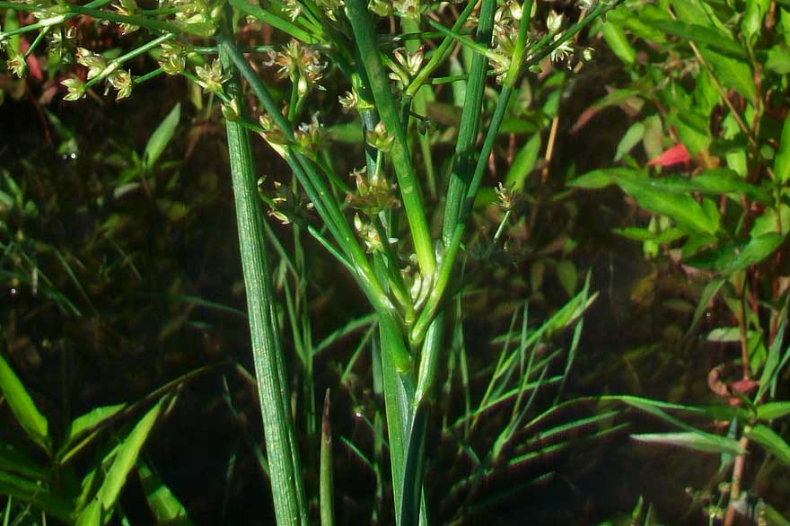 Da determinare - Juncus gr. articulatus