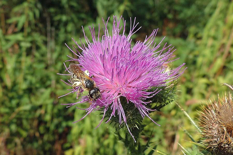 Da identificare: Apidae Halictinae