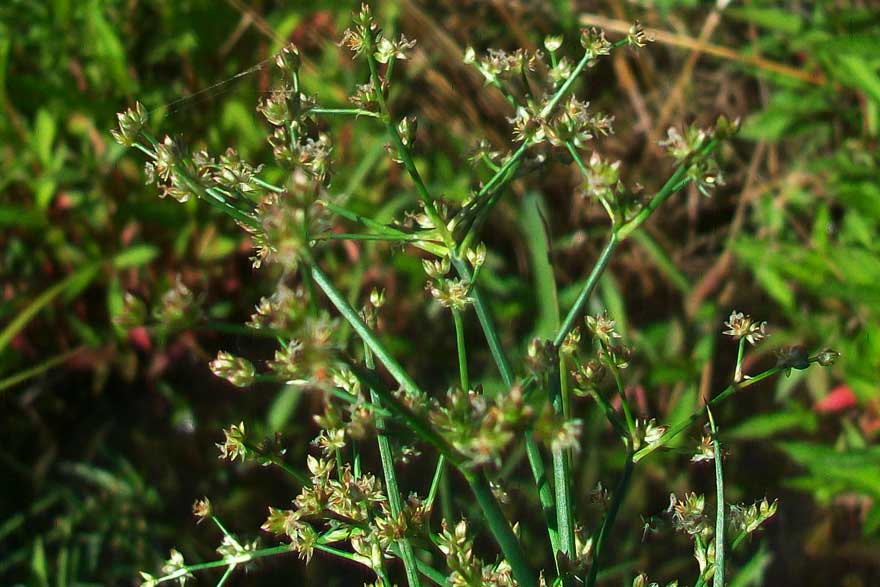 Da determinare - Juncus gr. articulatus