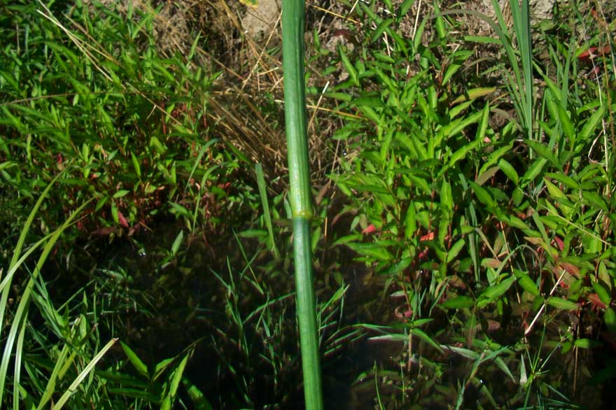 Da determinare - Juncus gr. articulatus