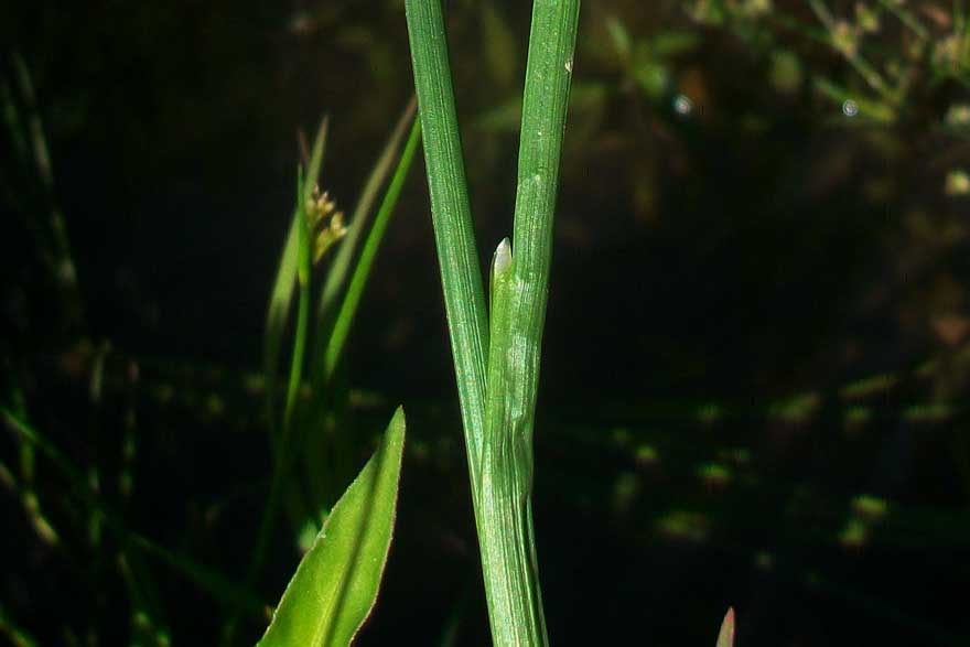 Da determinare - Juncus gr. articulatus