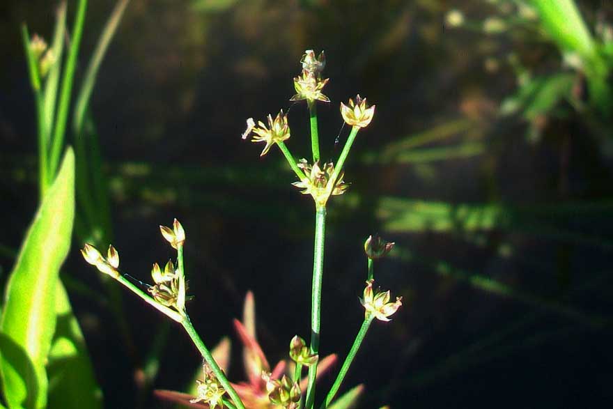 Da determinare - Juncus gr. articulatus