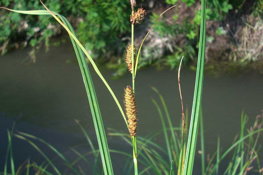 Carex sp.