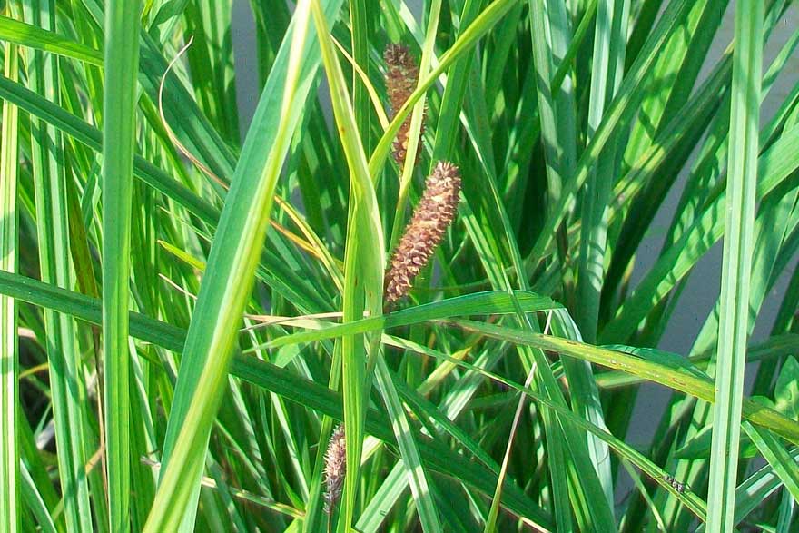 Carex sp.