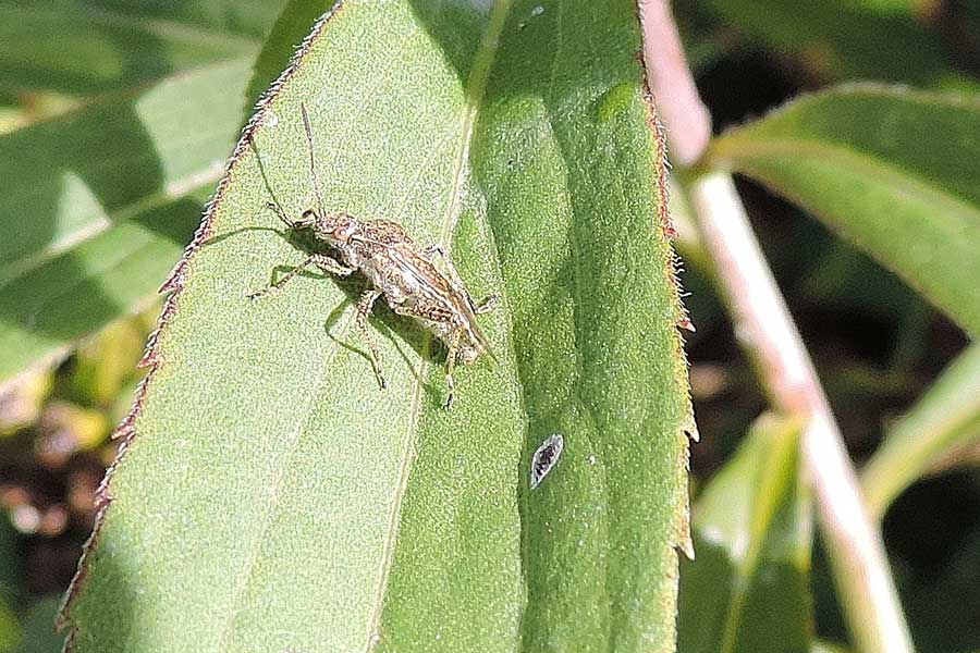 Rhopalidae: Stictopleurus cf. punctatonervosus del Piemonte