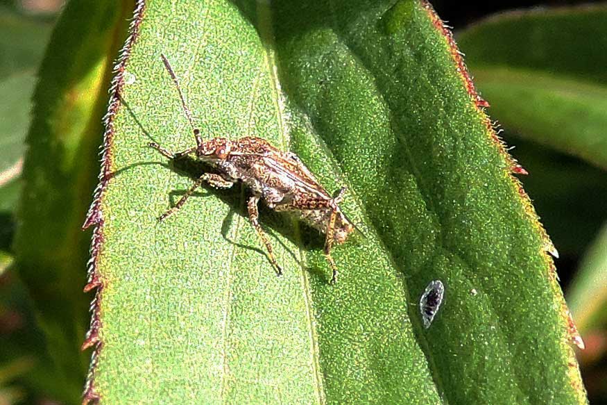 Rhopalidae: Stictopleurus cf. punctatonervosus del Piemonte