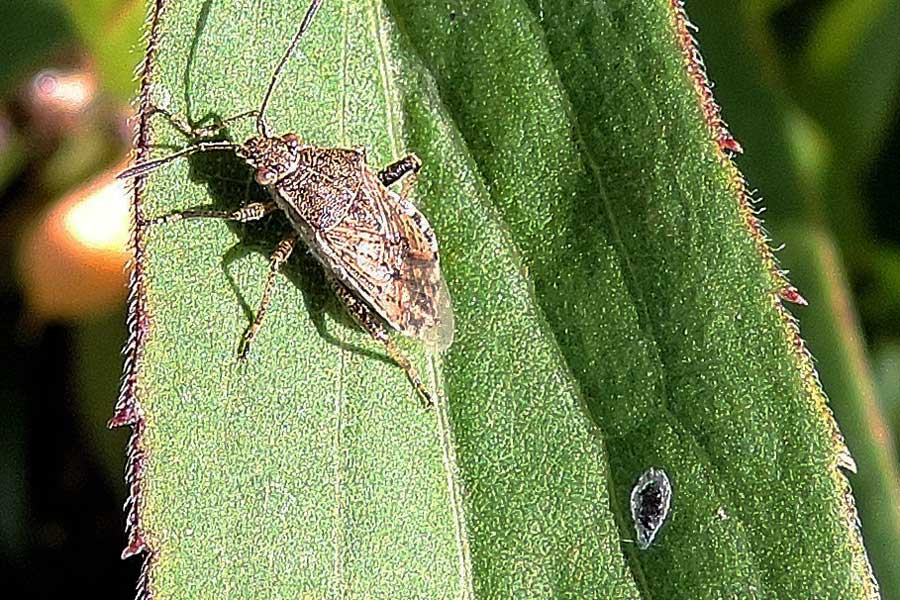 Rhopalidae: Stictopleurus cf. punctatonervosus del Piemonte