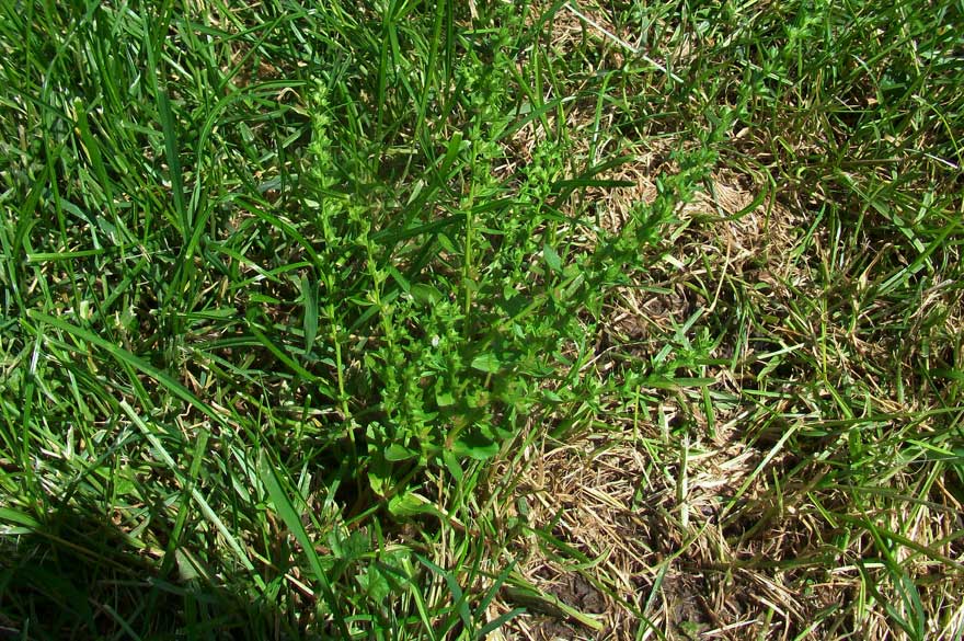 Veronica peregrina in fruttificazione