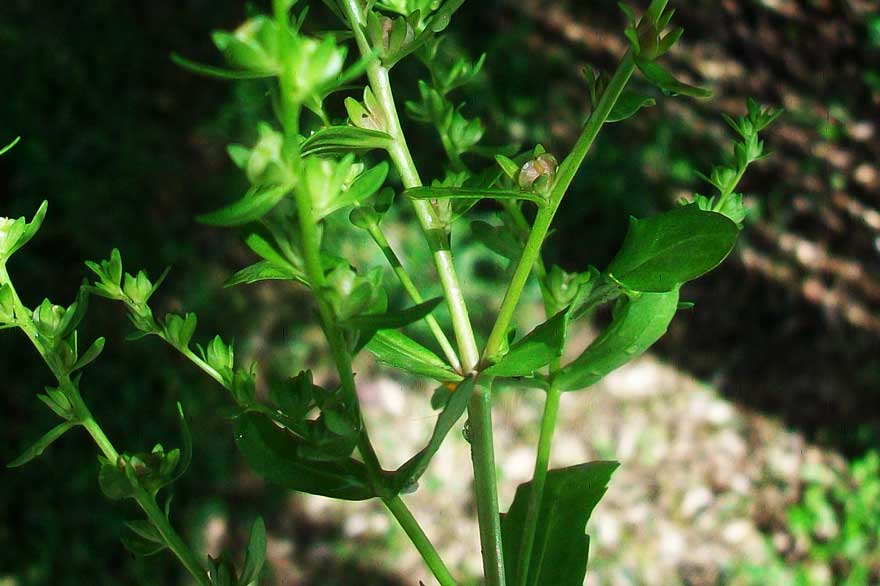 Veronica peregrina in fruttificazione