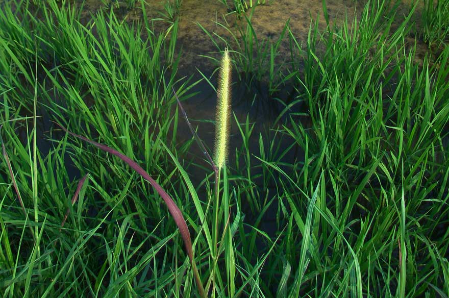 Setaria pumila / Pabbio rossastro