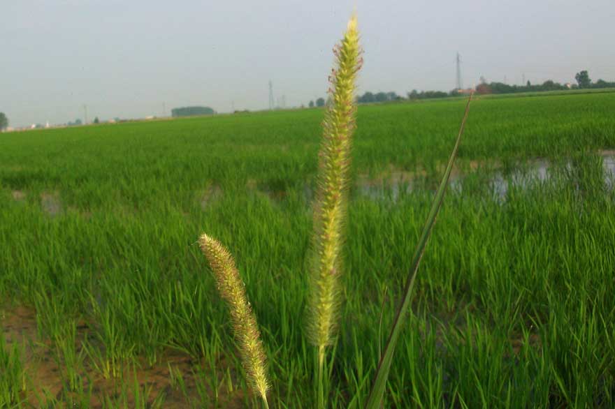 Setaria pumila / Pabbio rossastro