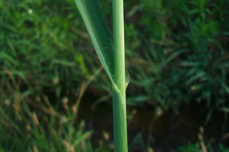 Setaria pumila / Pabbio rossastro