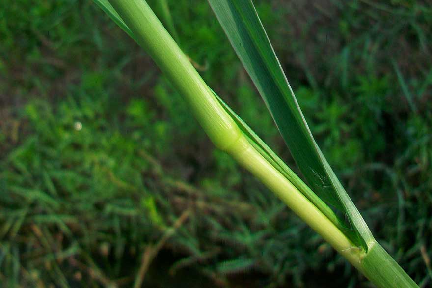 Setaria pumila / Pabbio rossastro