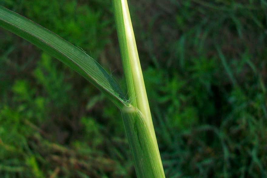 Setaria pumila / Pabbio rossastro