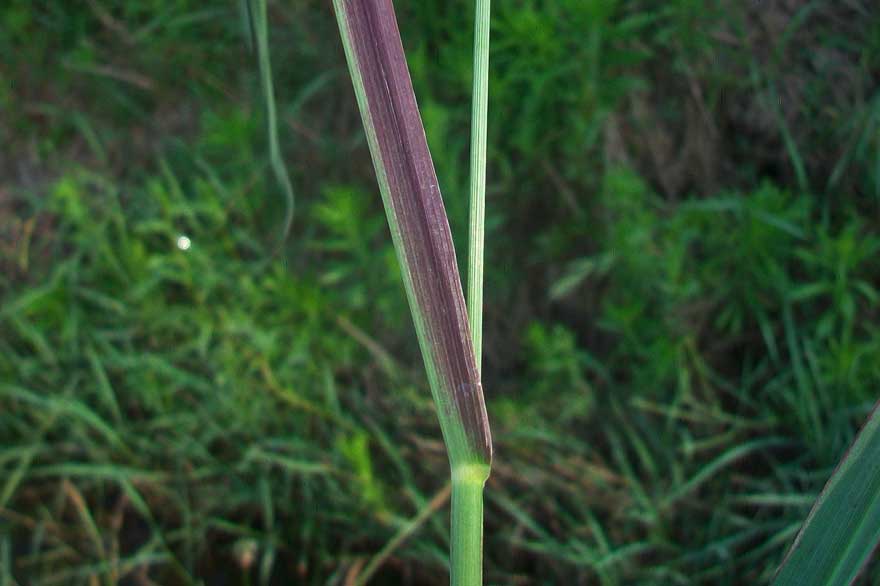 Setaria pumila / Pabbio rossastro